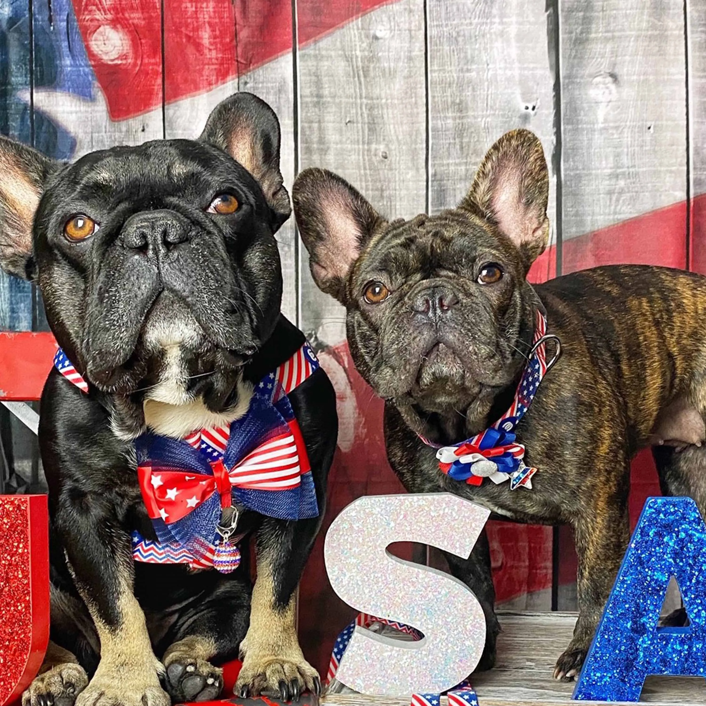 American Flag Dog Collar for Stylish Pet Patriotism