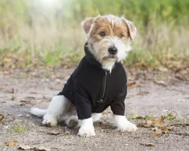 Back On Track Bianca Dog Jumper