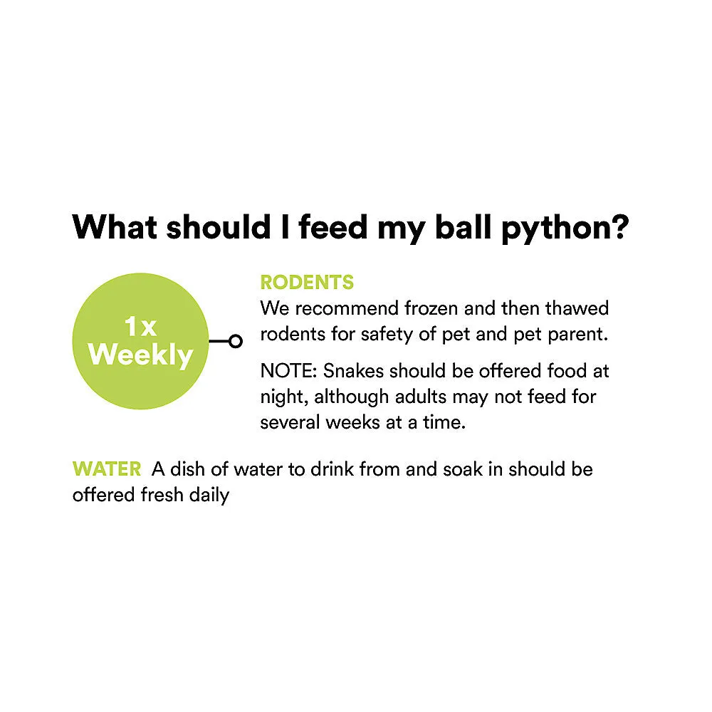Ball Python