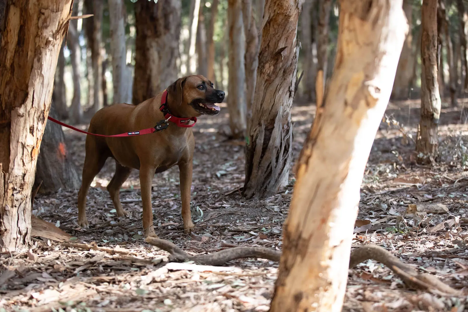 Boss Dog® Boss Tactical™ Camo Red Leash 1" x 6ft