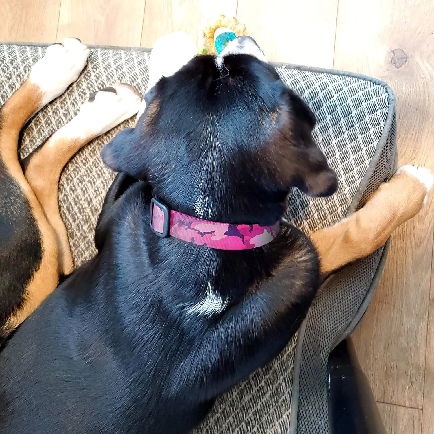Buttonsmith Pink Camo Dog Collar - Made in The USA - Fadeproof Permanently Bonded Printing, Military Grade Rustproof Buckle, Choice of 6 Sizes