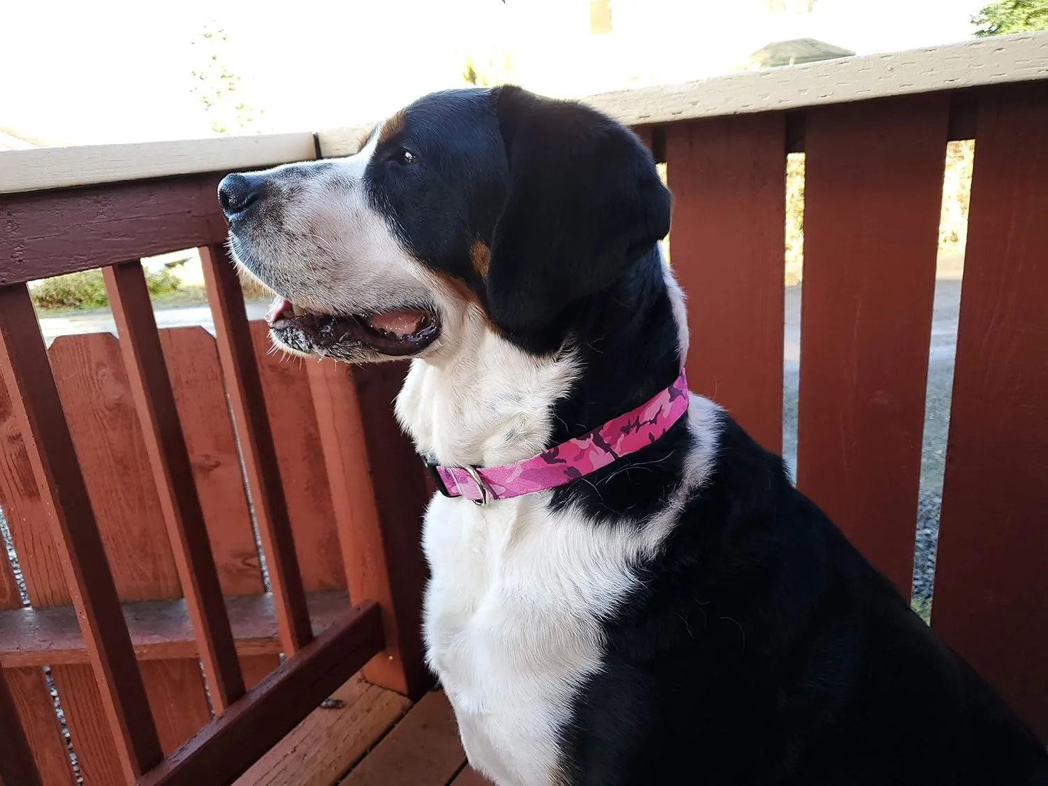 Buttonsmith Pink Camo Dog Collar - Made in The USA - Fadeproof Permanently Bonded Printing, Military Grade Rustproof Buckle, Choice of 6 Sizes