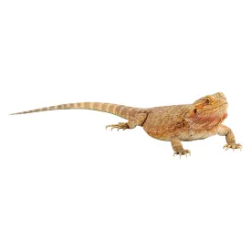 Fancy Bearded Dragon
