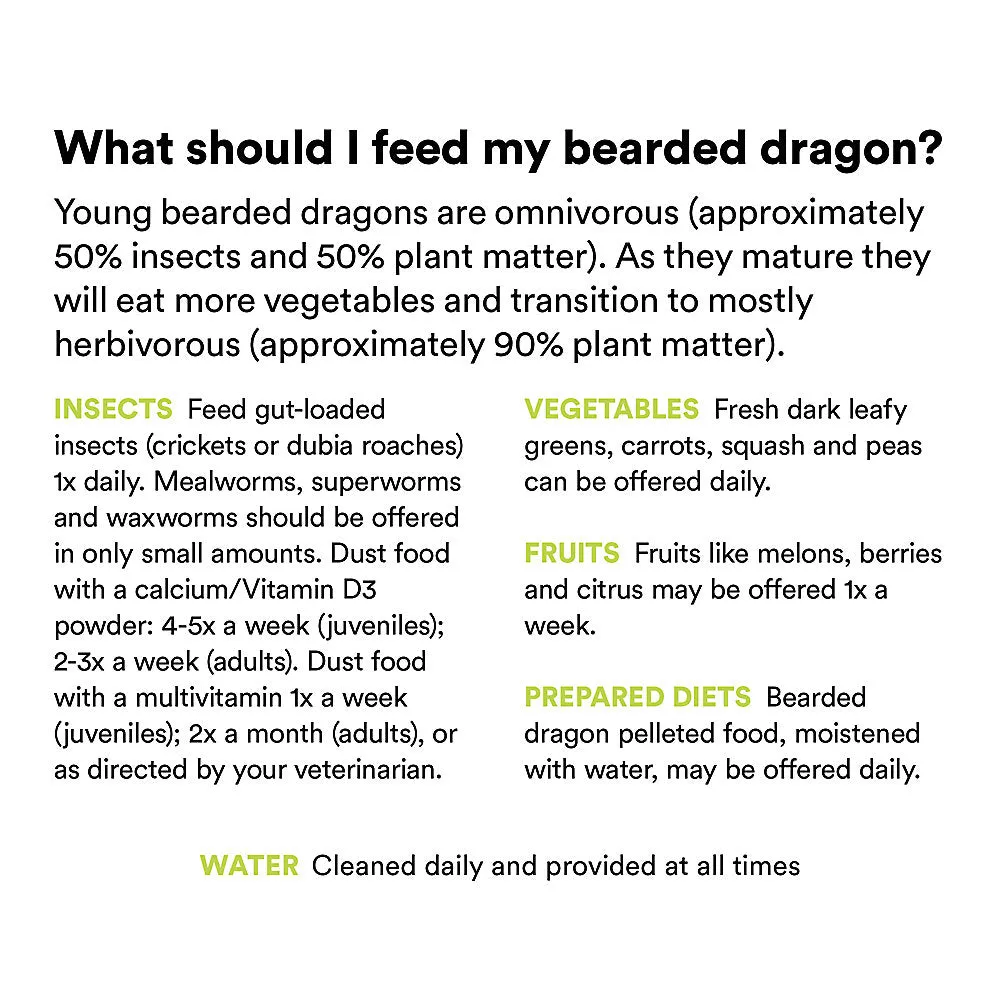 Fancy Bearded Dragon