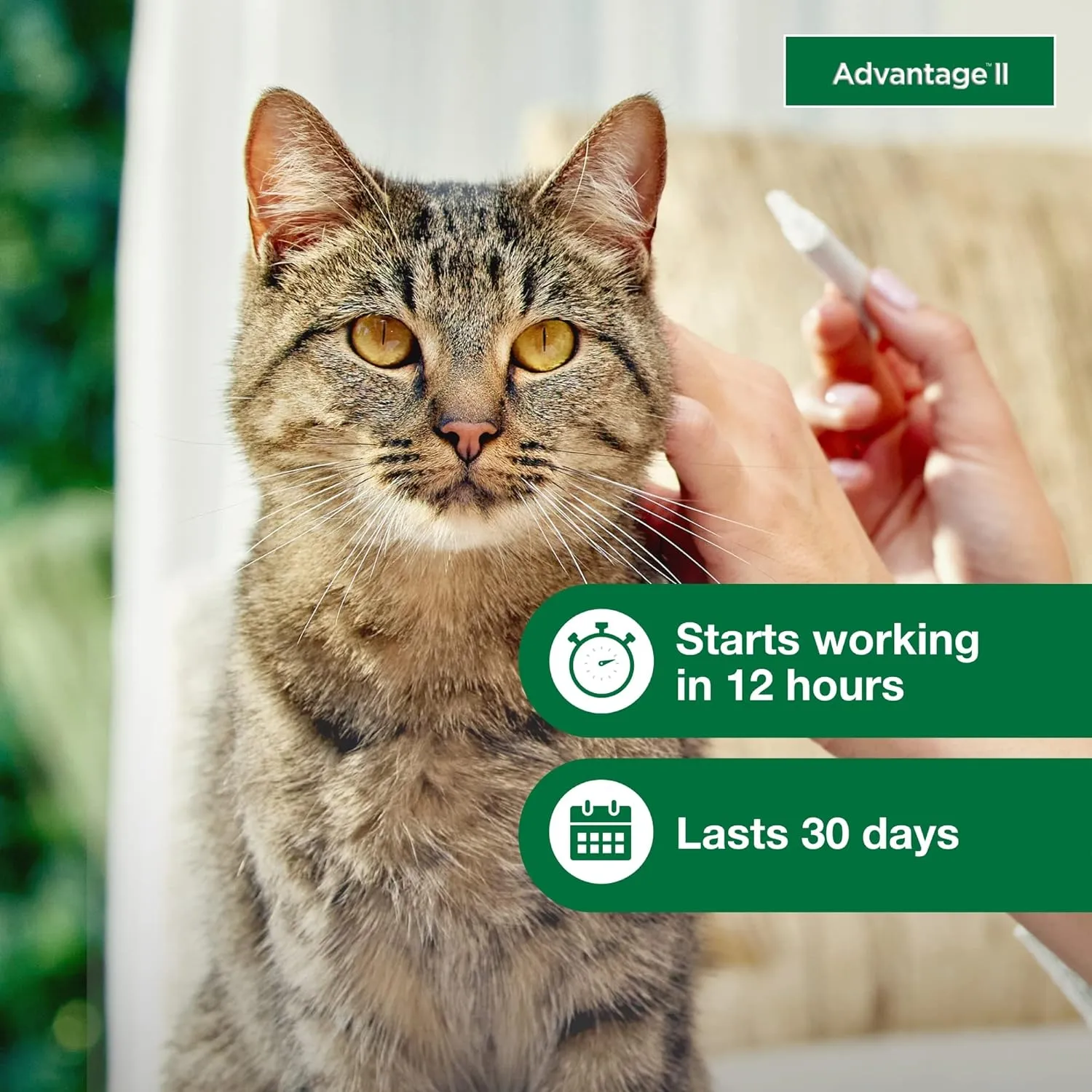 Large Cat Vet-Recommended Flea Treatment & Prevention | Cats over 9 Lbs. | 4-Month Supply