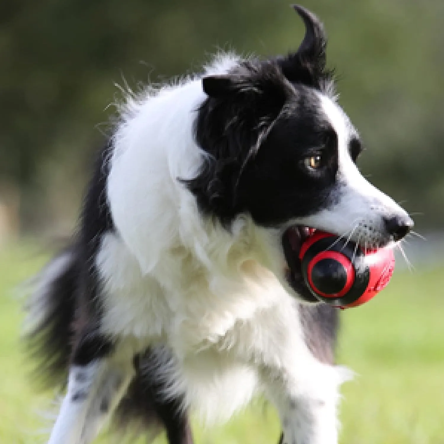 Nerf Dog Rubber Football Dog Toy with Interactive Squeaker, Lightweight, Durable and Water Resistant, 5 Inch Diameter for Medium/Large Breeds, Single Unit, Red