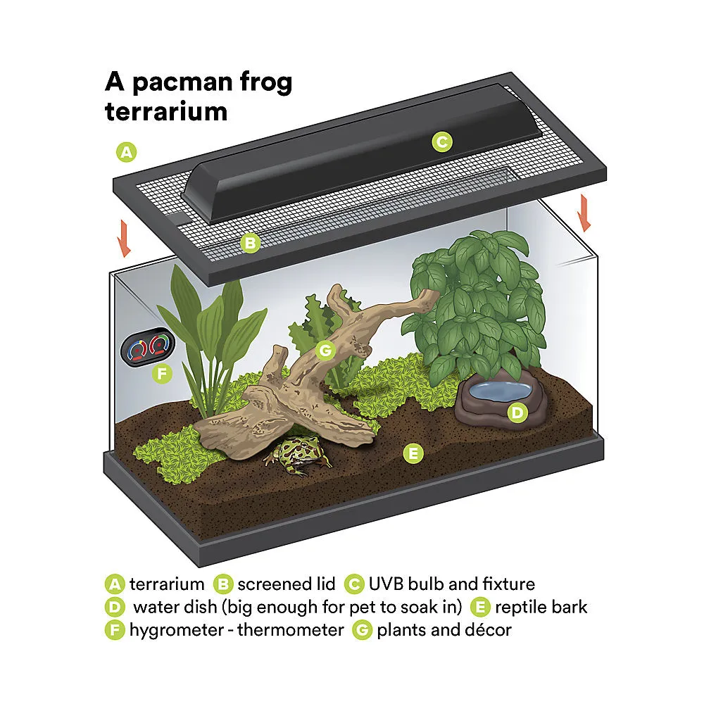 Pacman Frog