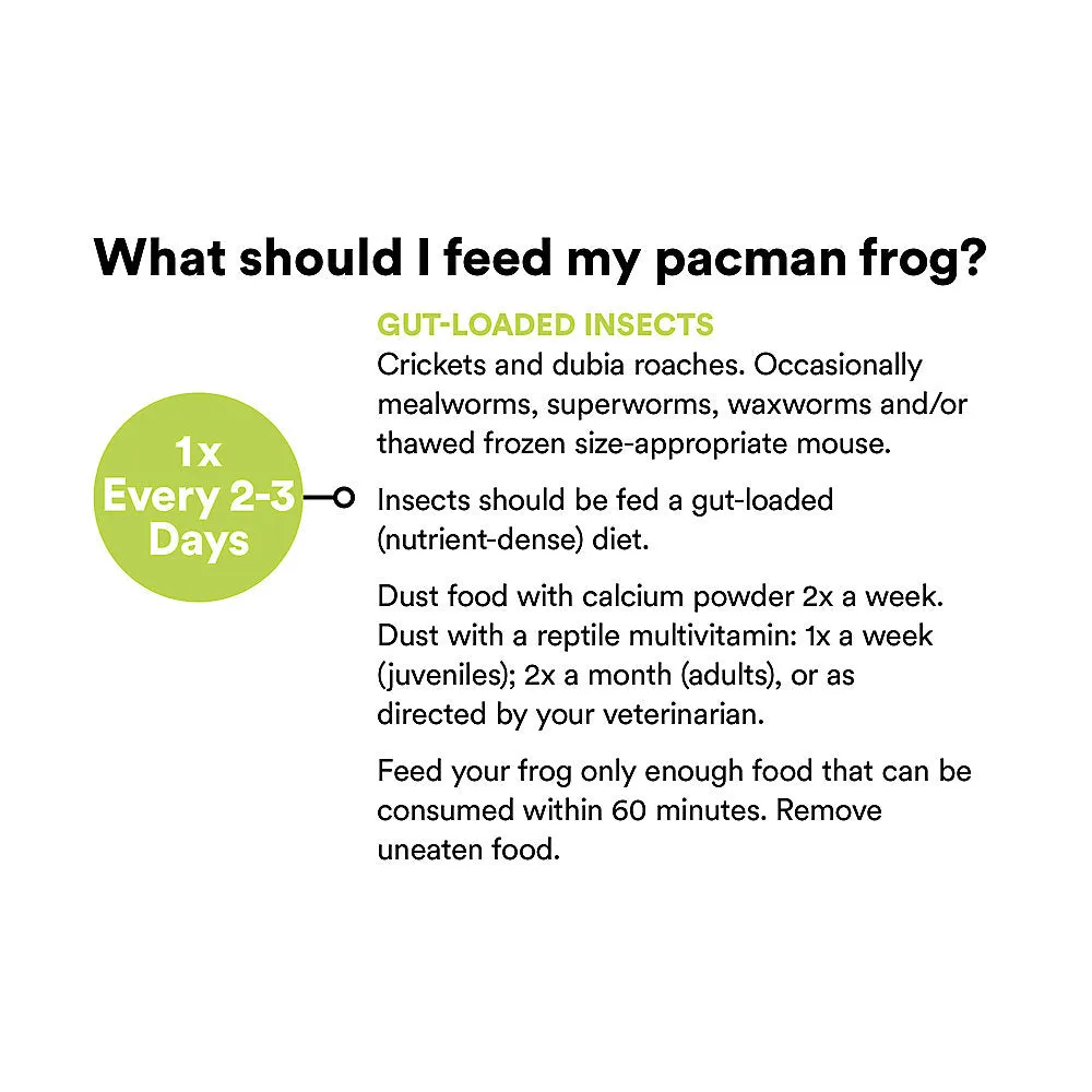 Pacman Frog