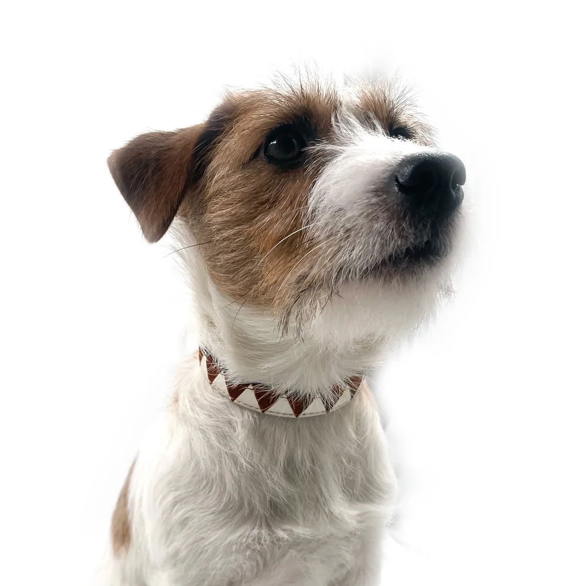 Sharktooth Dog Collar Leather - Brown & White