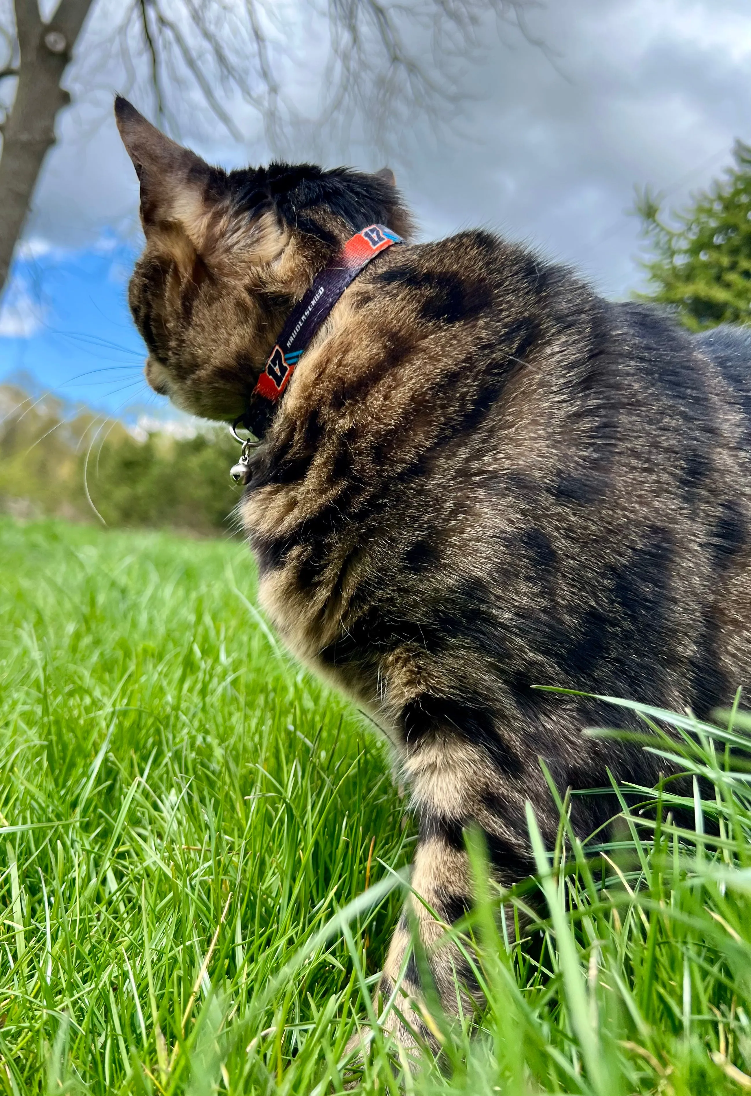SJM17 Pet Collars and Leashes