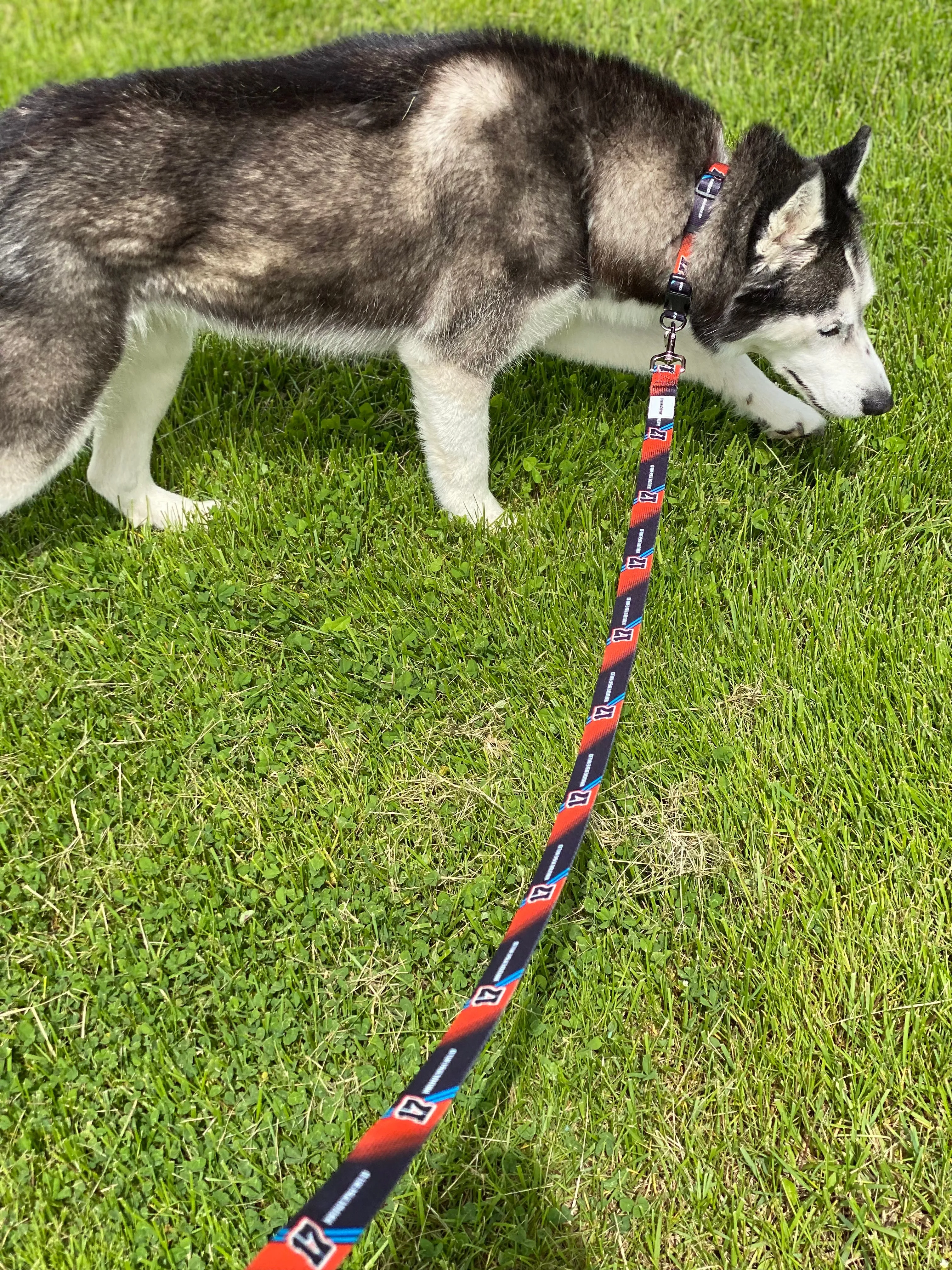 SJM17 Pet Collars and Leashes