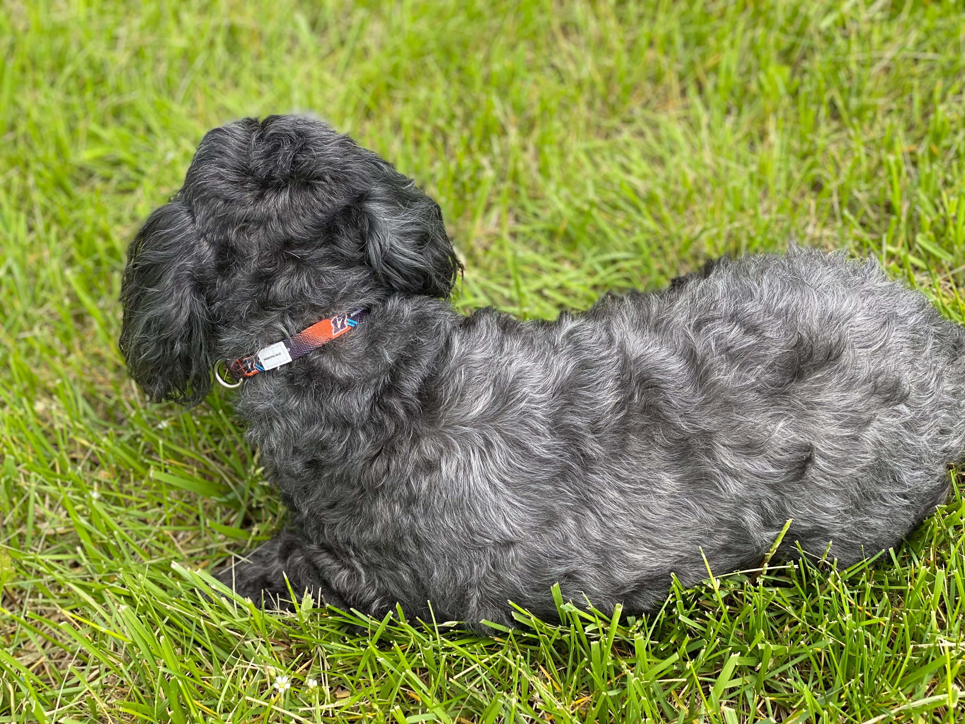 SJM17 Pet Collars and Leashes