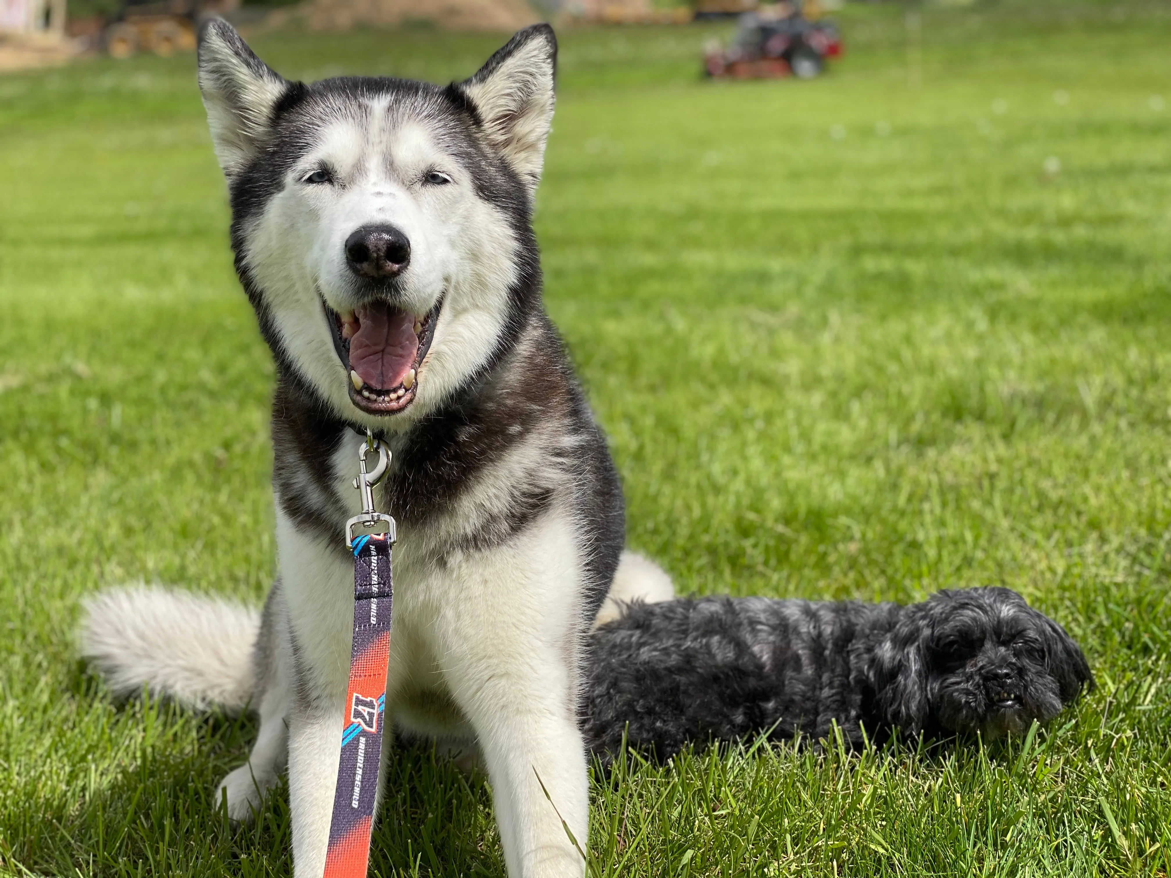 SJM17 Pet Collars and Leashes