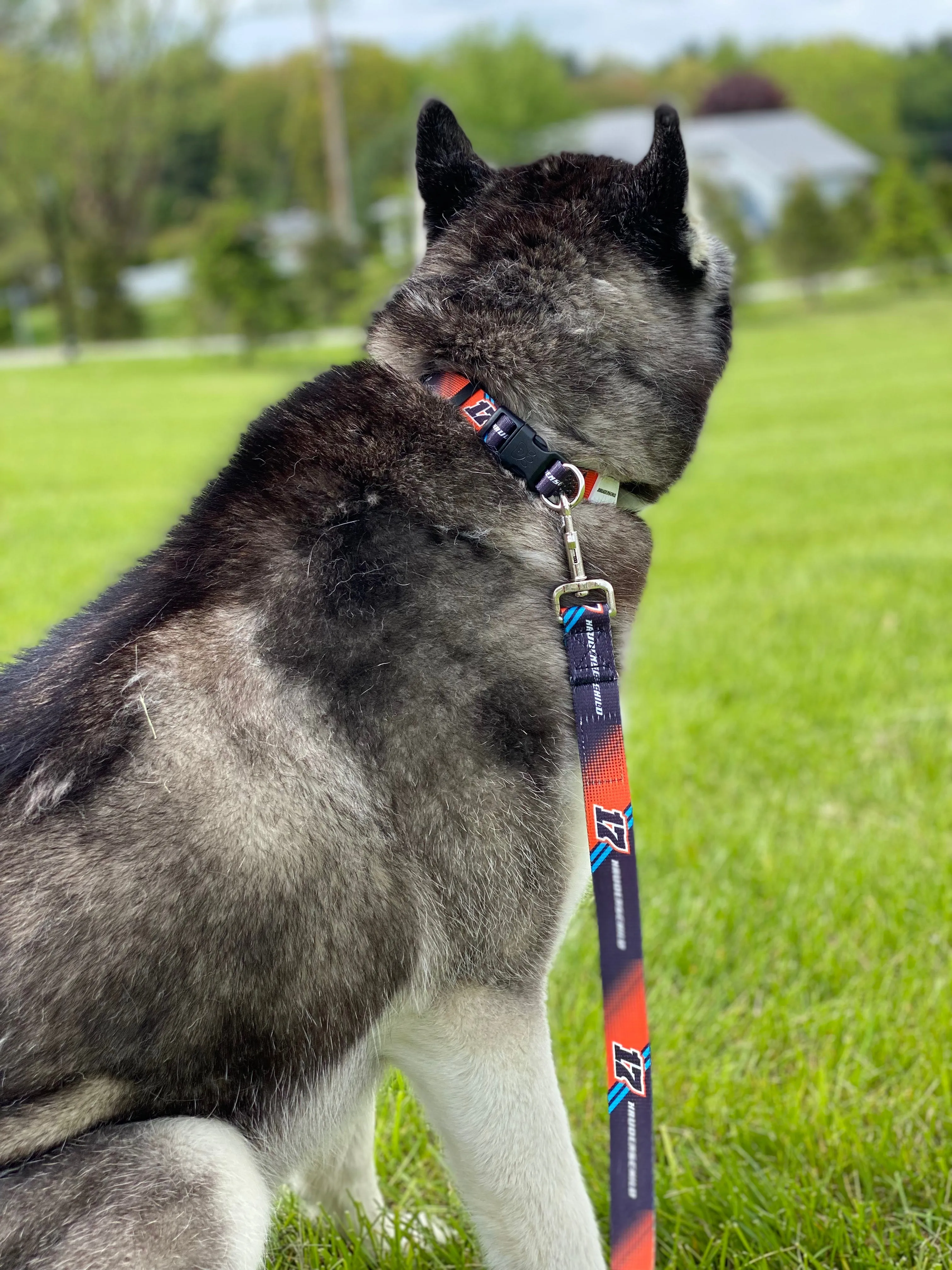 SJM17 Pet Collars and Leashes