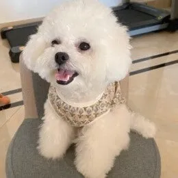 Tulip Classy Button Back Pet Jacket Vest