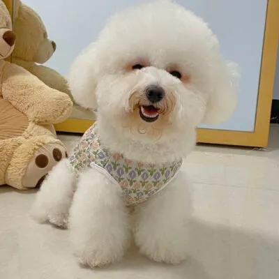 Tulip Classy Button Back Pet Jacket Vest
