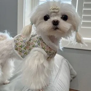 Tulip Classy Button Back Pet Jacket Vest