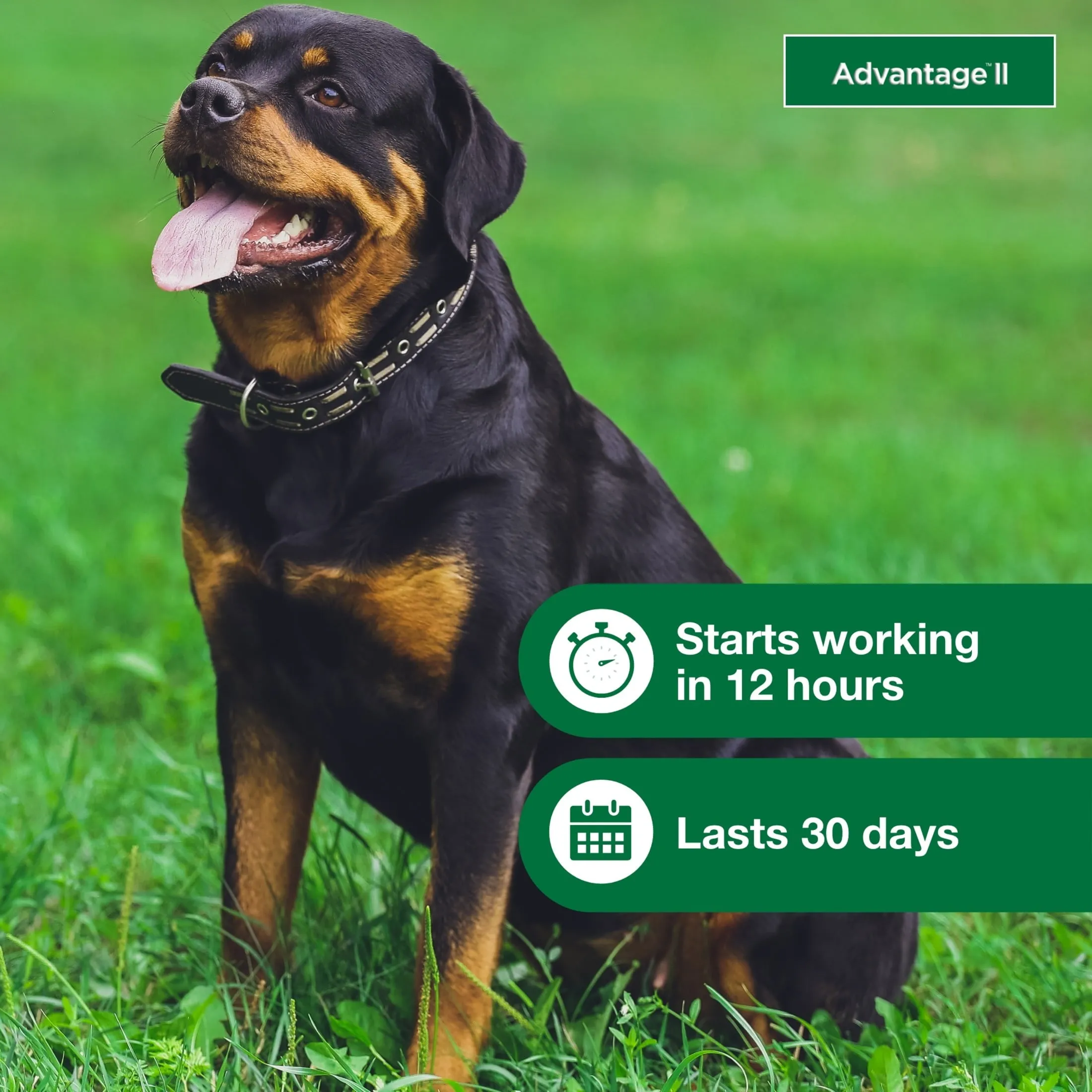 Vet-Recommended Flea Prevention for XL Dogs 55 Lbs , 6-Monthly Treatments