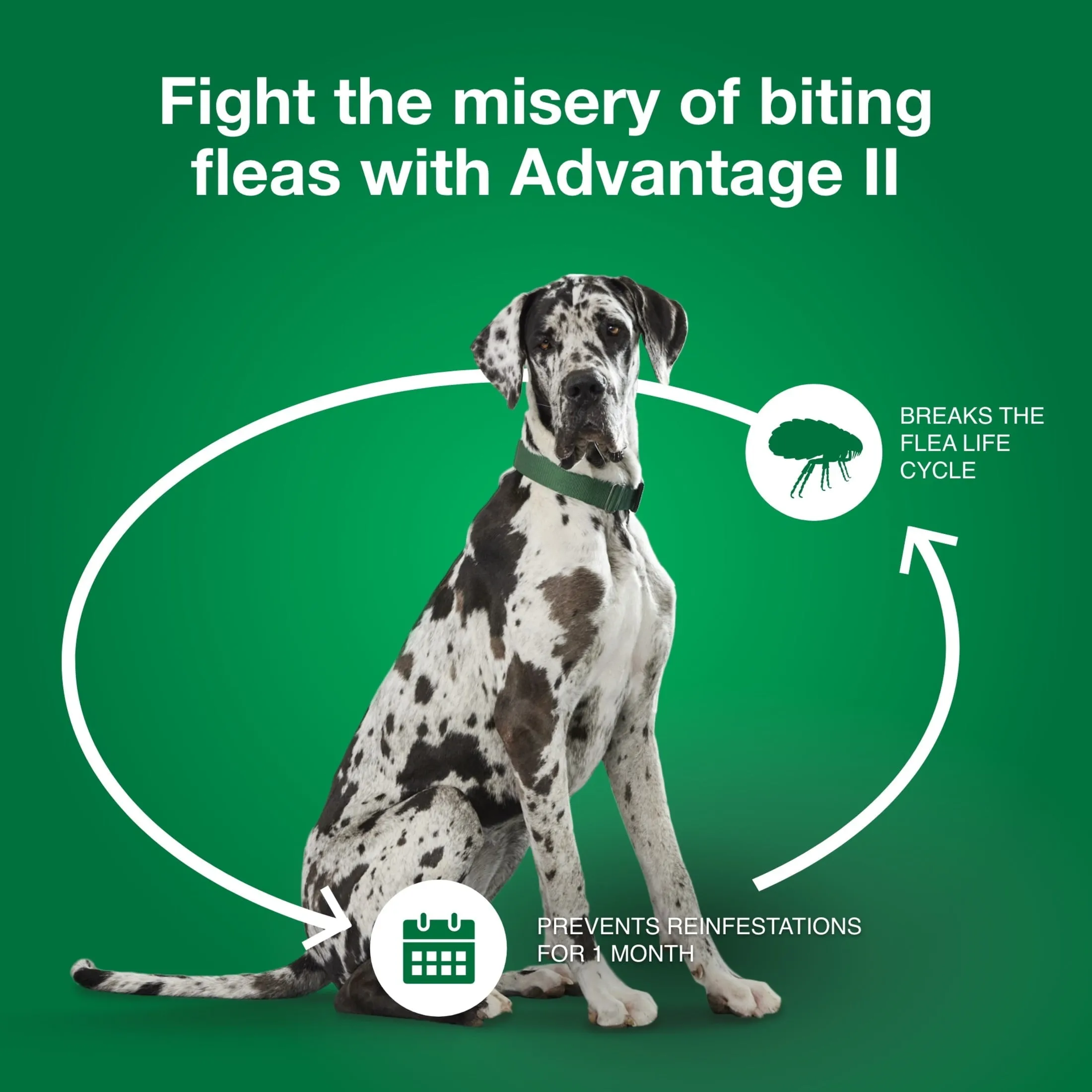 Vet-Recommended Flea Prevention for XL Dogs 55 Lbs , 6-Monthly Treatments